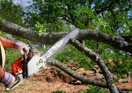 Best Tree Maintenance Programs  in Baywood, NY